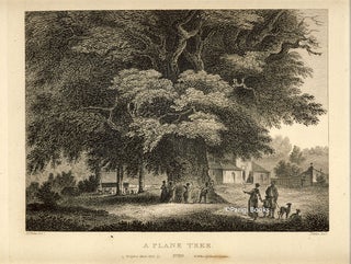 Item #28425 A Plane Tree. Etching from a Drawing by John Claude Nattes. James Fittler