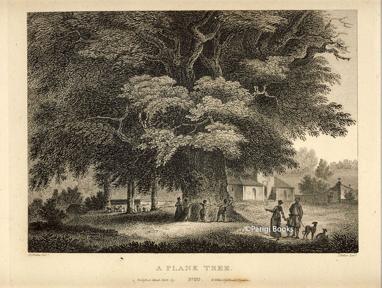 Item #28425 A Plane Tree. Etching from a Drawing by John Claude Nattes. James Fittler.