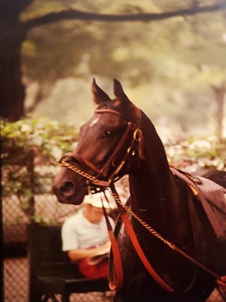 An Archive of Hundreds of Color Slides Featuring Famous Jockeys and Thorougbred Horses.